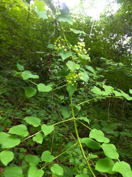 Smilax herbacea L. resmi