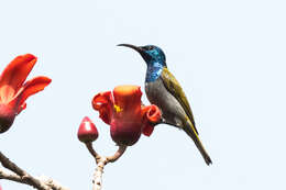 Image of Green-headed Sunbird