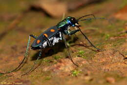 Image of Cicindela (Calochroa) safraneki (Werner & Wiesner 2008)