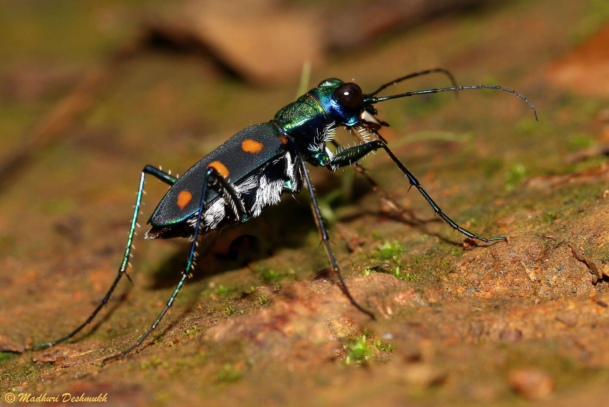 Image of Cicindela (Calochroa) safraneki (Werner & Wiesner 2008)