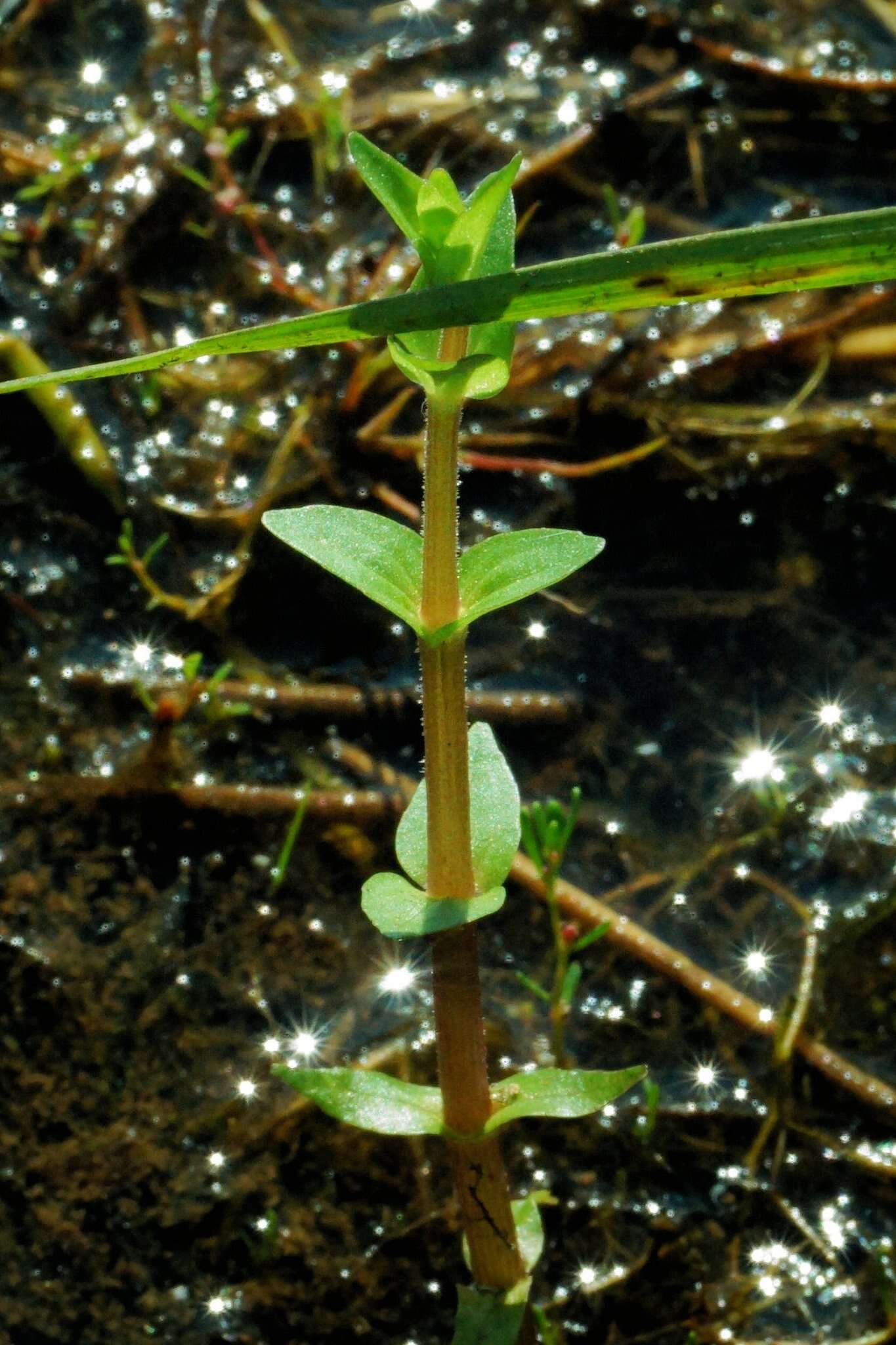 Plancia ëd Gratiola viscidula Pennell