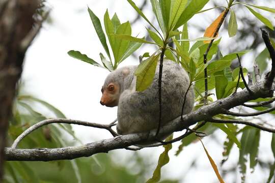 Image of Common Spotted Cuscus