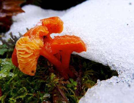 Image of Hygrocybe constans Murrill 1912