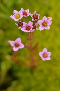 Image of hairy stonecrop