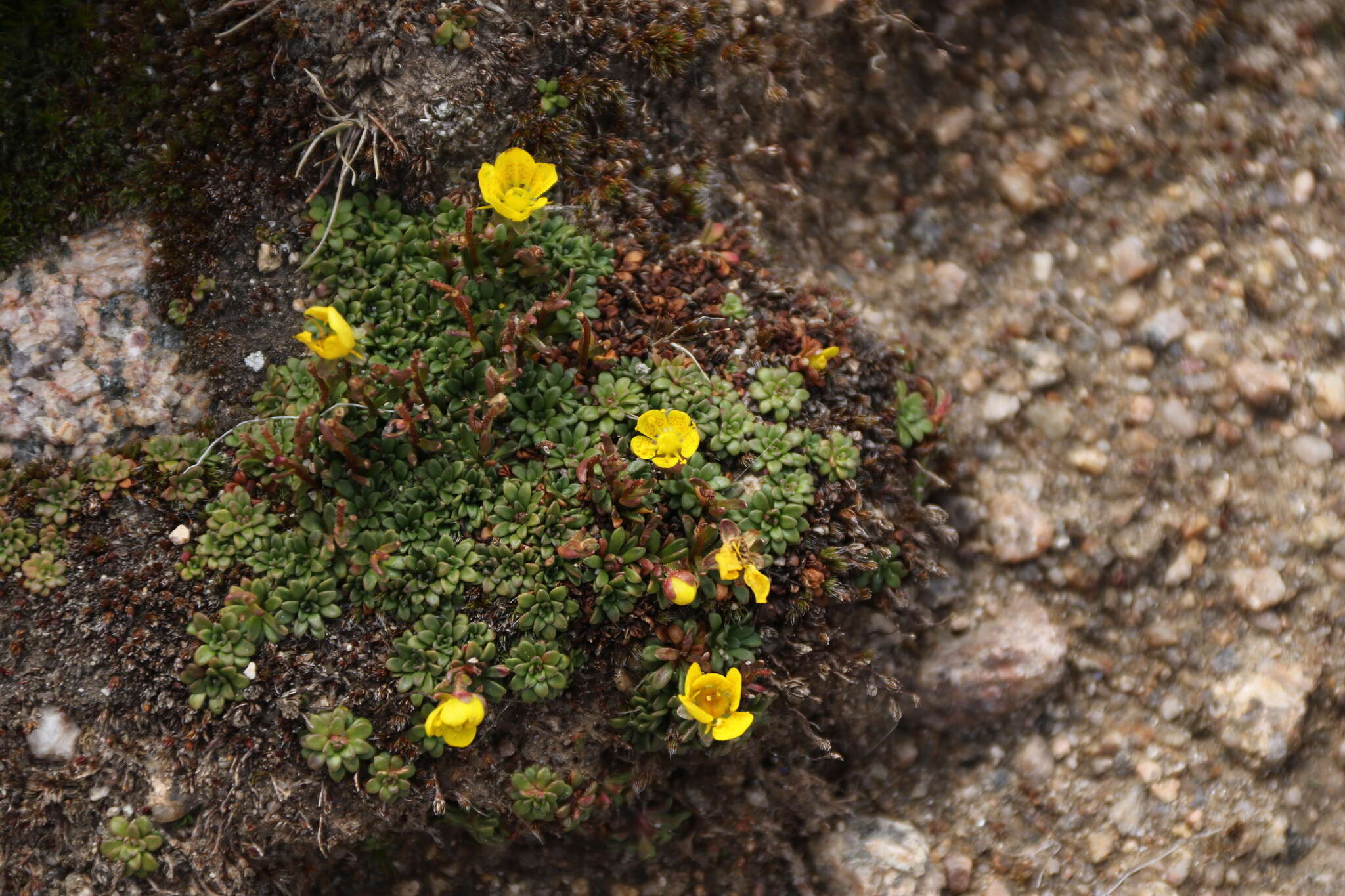 Sivun Saxifraga chrysantha A. Gray kuva