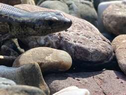 Image of Shore skink