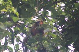 Image of Red Titi Monkey