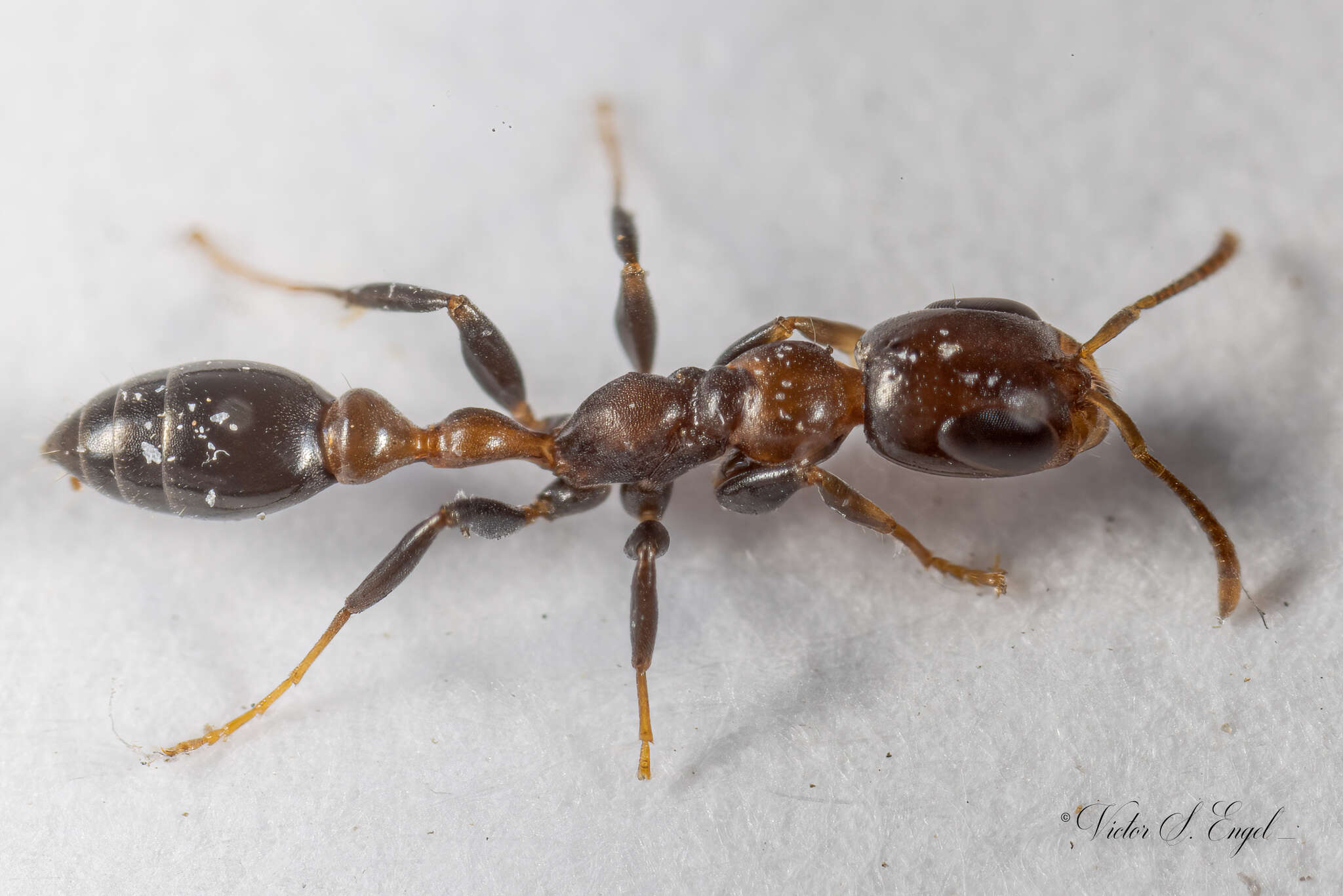 Image of Pseudomyrmex ejectus (Smith 1858)