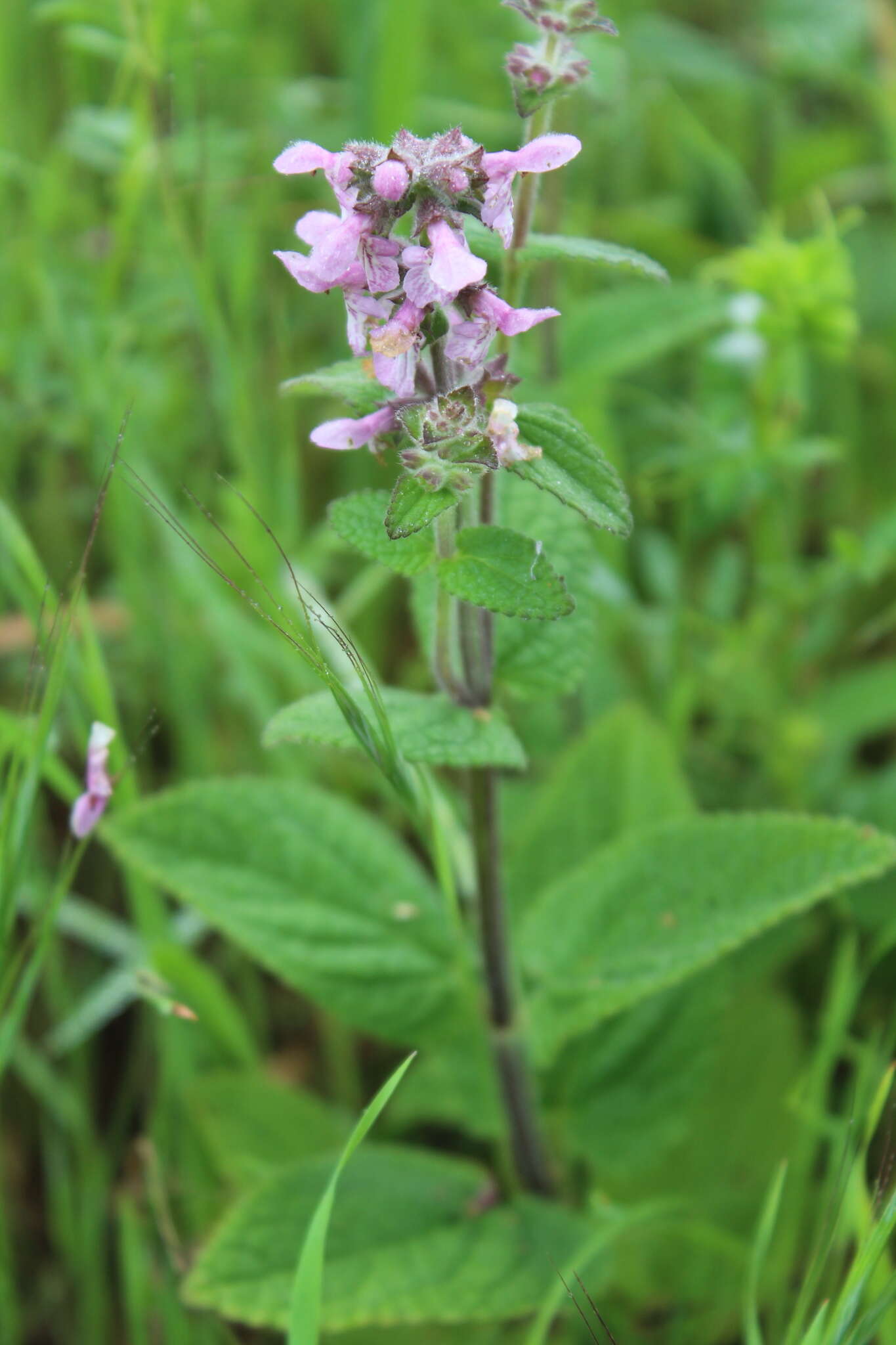 Stachys bullata Benth. resmi