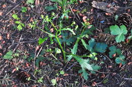 Image of Pacific blacksnakeroot