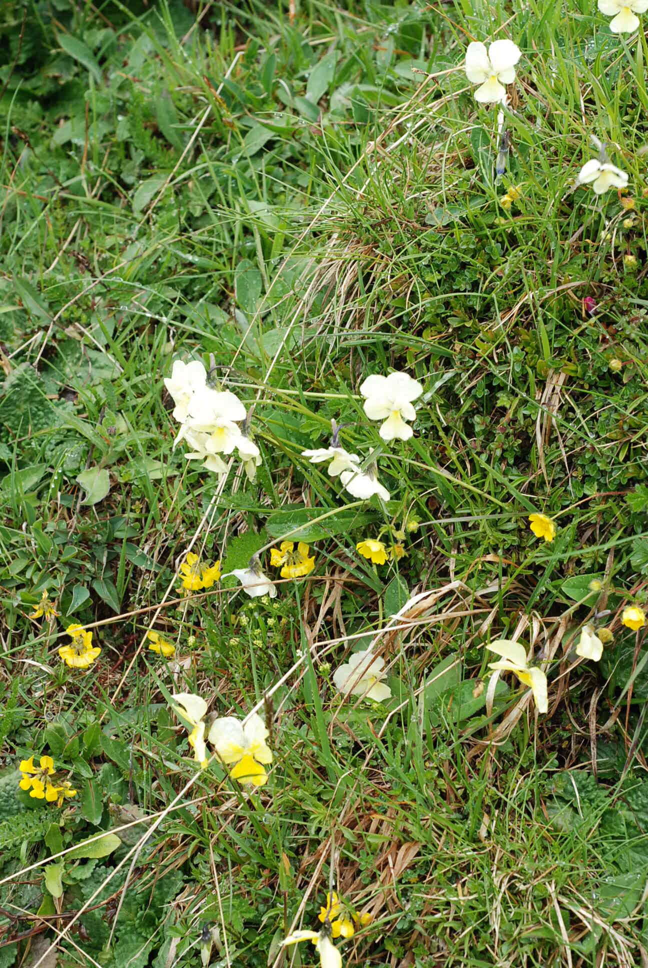 Image of Viola culminis F. Fen. & Moraldo