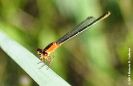 Image of Rambur's Forktail