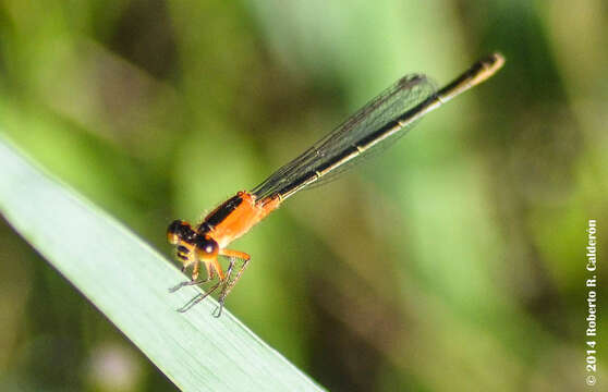 Image of Rambur's Forktail