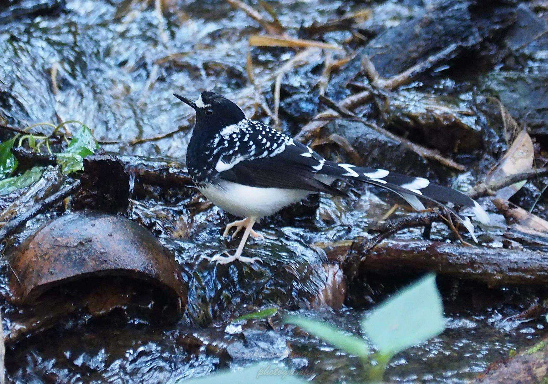 Image of Spotted Forktail