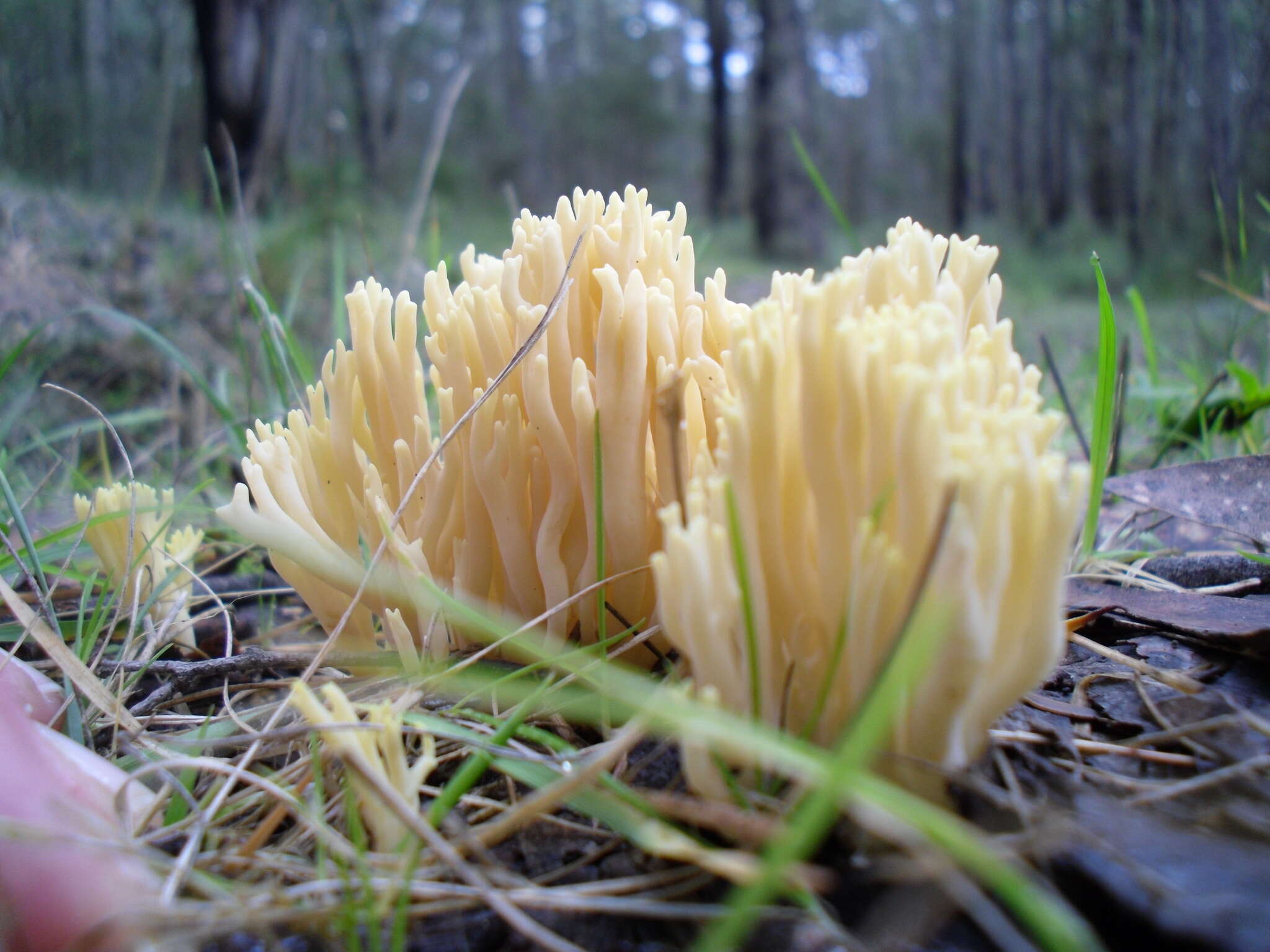 Image of Ramaria lorithamnus (Berk.) R. H. Petersen 1982