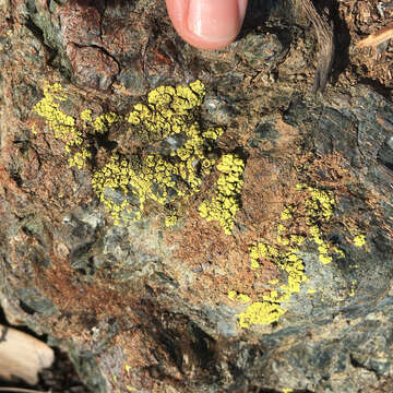 Image of cracked lichen