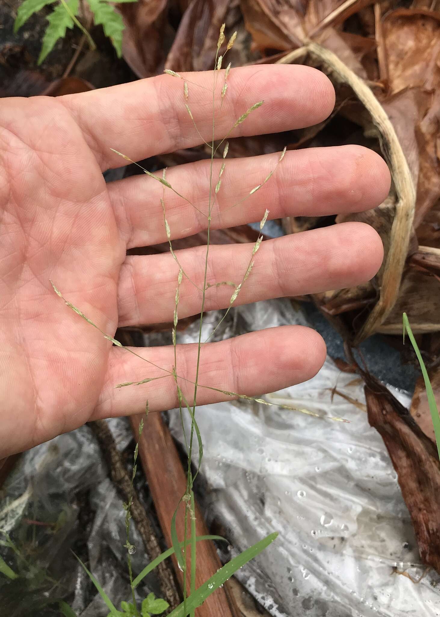 Sivun Eragrostis gangetica (Roxb.) Steud. kuva