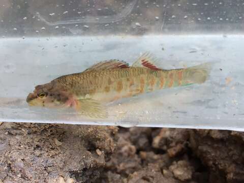 Image of Tallapoosa darter