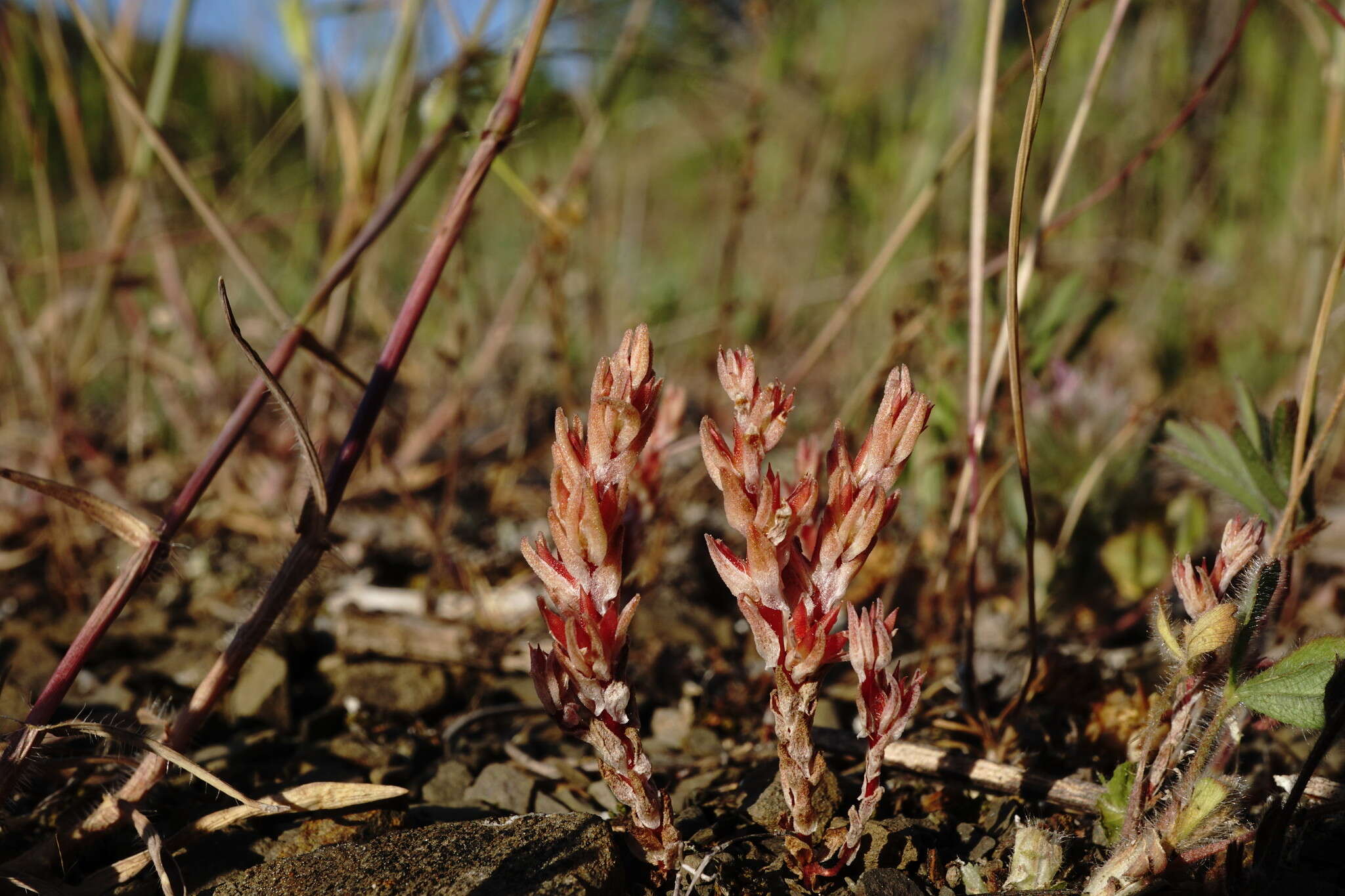 Image de Sedum aetnense Tineo