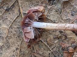 Image of Psathyrella bipellis (Quél.) A. H. Sm. 1946