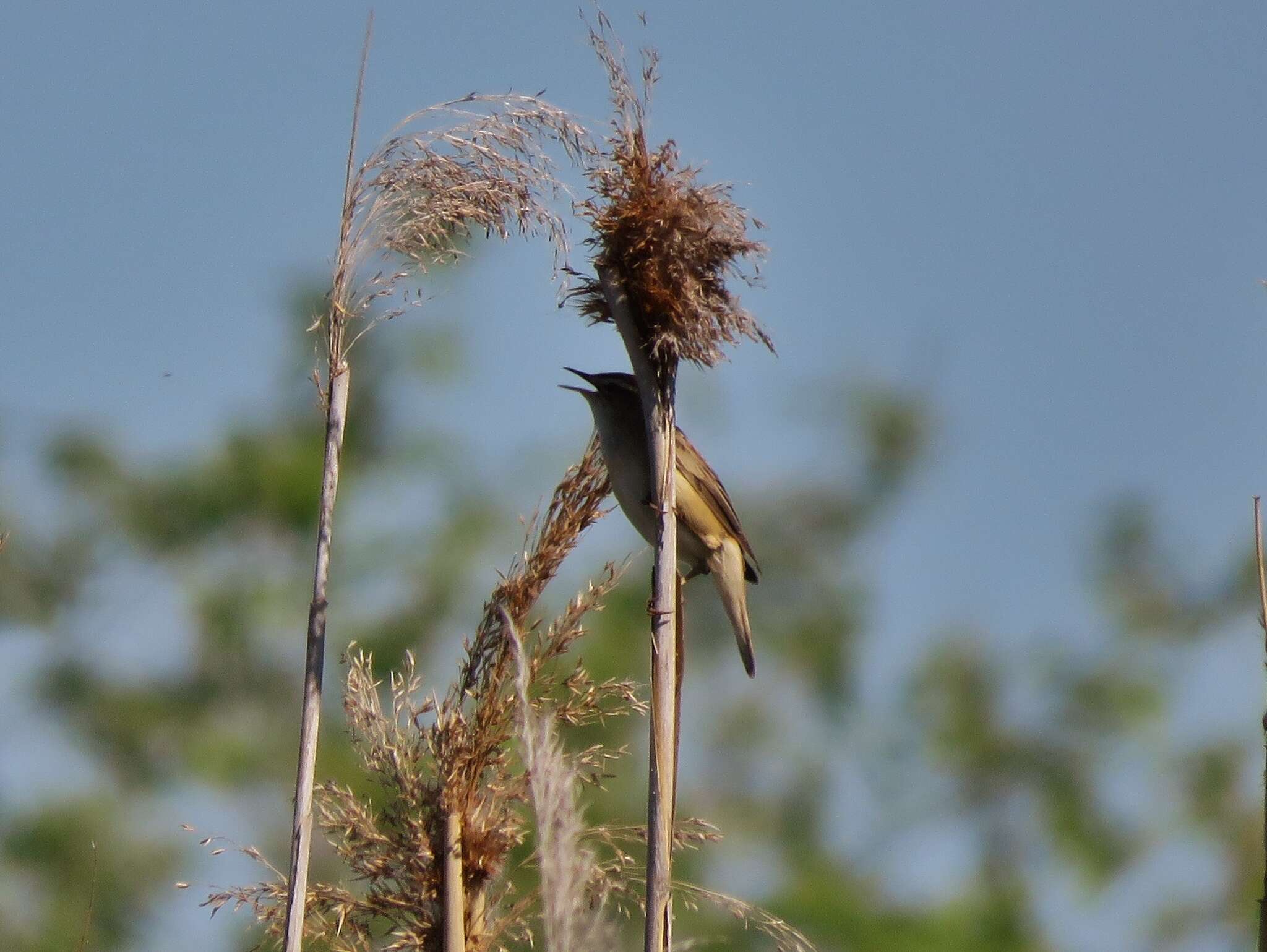 Image of Sedge Warbler