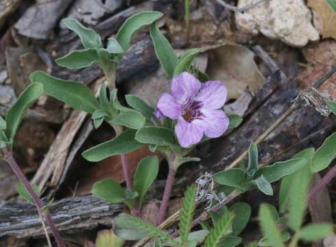 Imagem de Dyschoriste linearis var. schiedeana (Nees) B. L. Turner