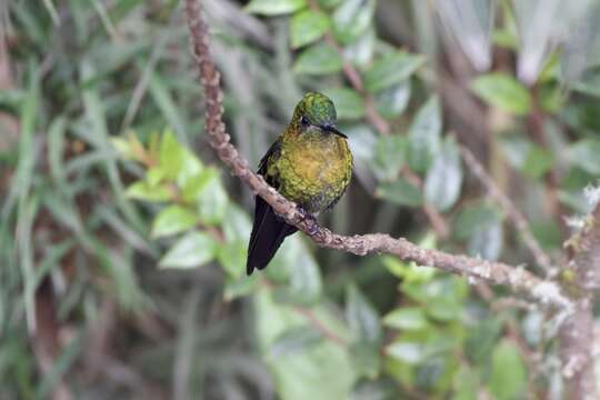 Image of Golden-breasted Puffleg