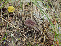 Thelephora caryophyllea (Schaeff.) Pers. 1801 resmi