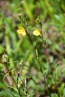 Image of Seaside Primrose-Willow