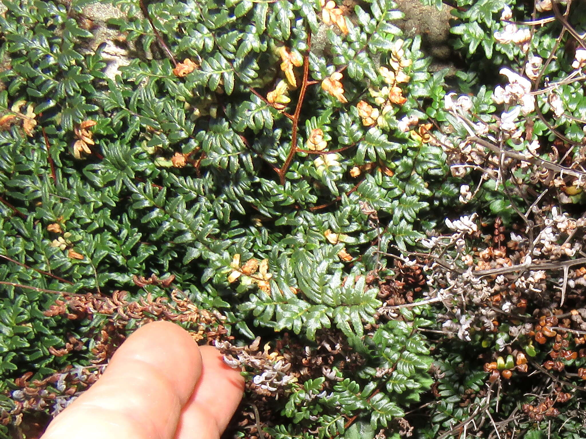 Imagem de Cheilanthes quadripinnata (Forsk.) Kuhn