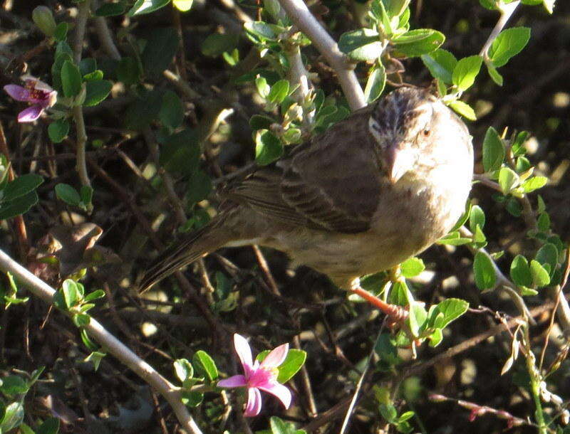 Crithagra gularis humilis (Bonaparte 1850)的圖片