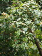 Image of Corylopsis multiflora Hance