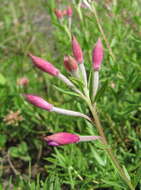 Imagem de Epilobium colchicum subsp. colchicum