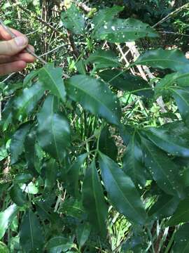 Image of Melicope rubra (Lauterb. & K. Schum.) T. G. Hartley