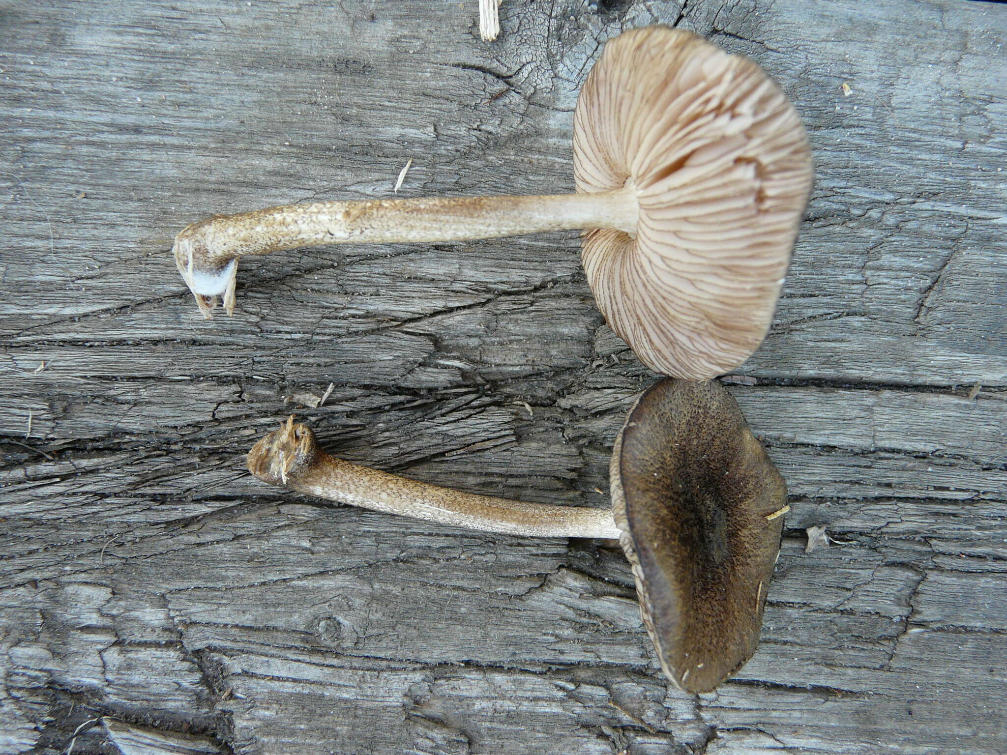 Pluteus umbrosus (Pers.) P. Kumm. 1871 resmi