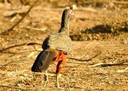 Image of Rufous-bellied Chachalaca