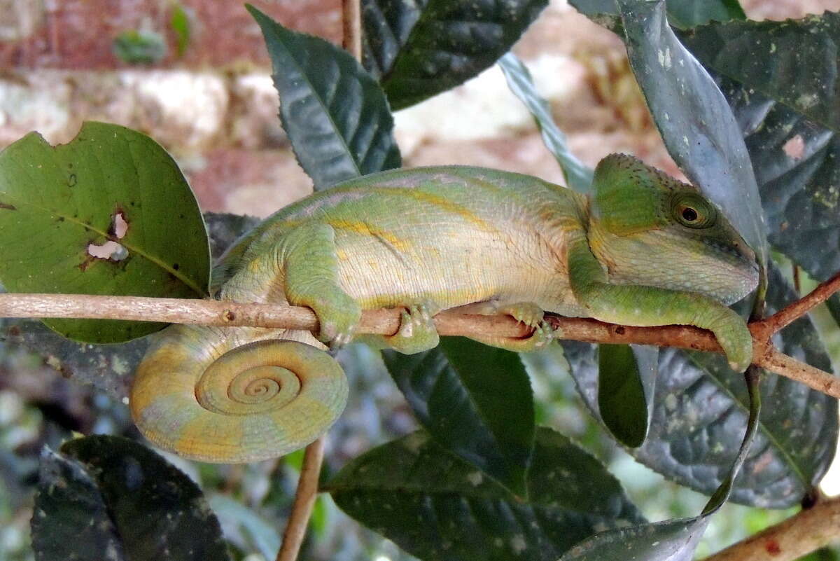 Image of Parson’s chameleon