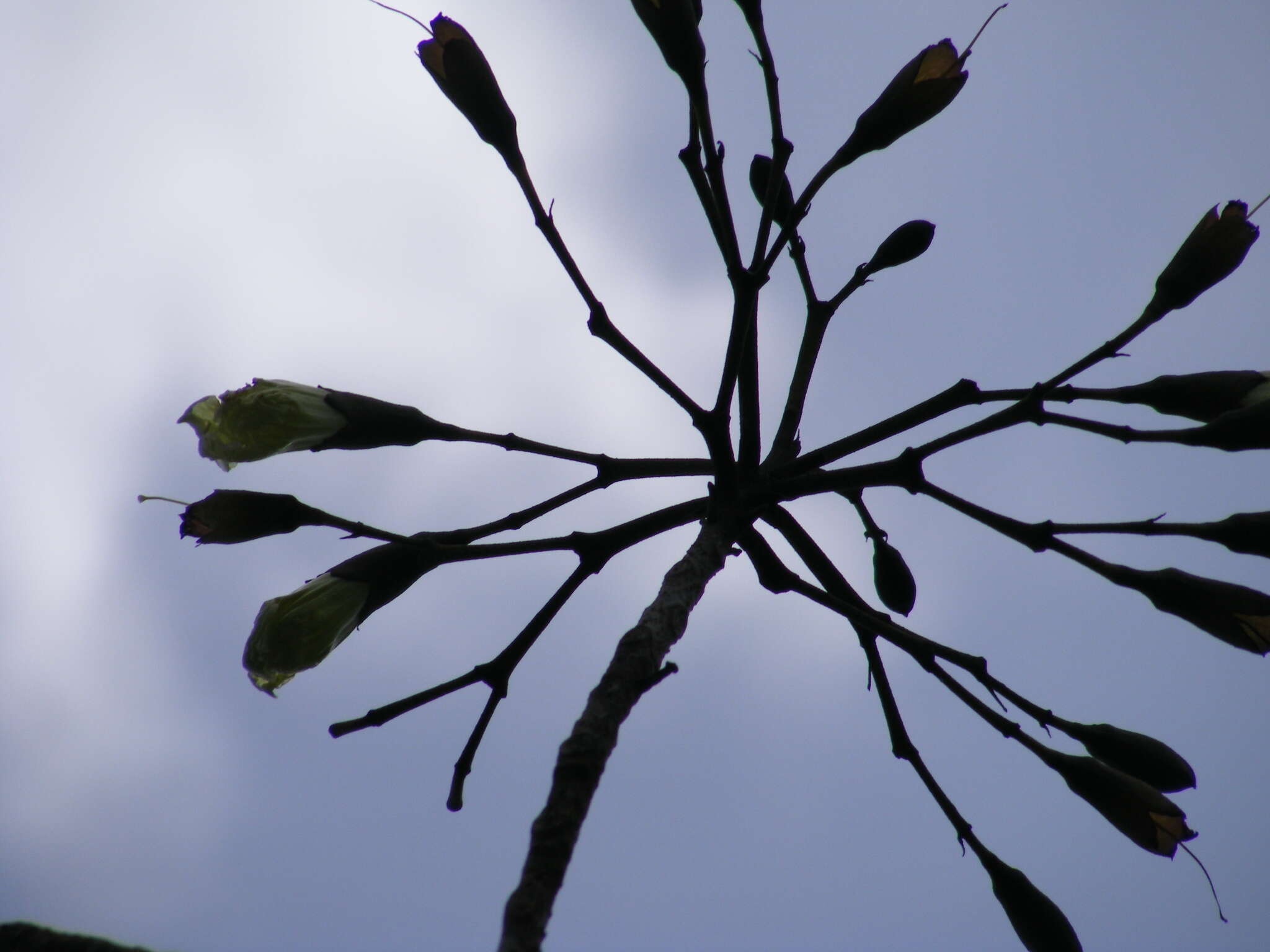 صورة Tabebuia platyantha (Griseb.) Britton