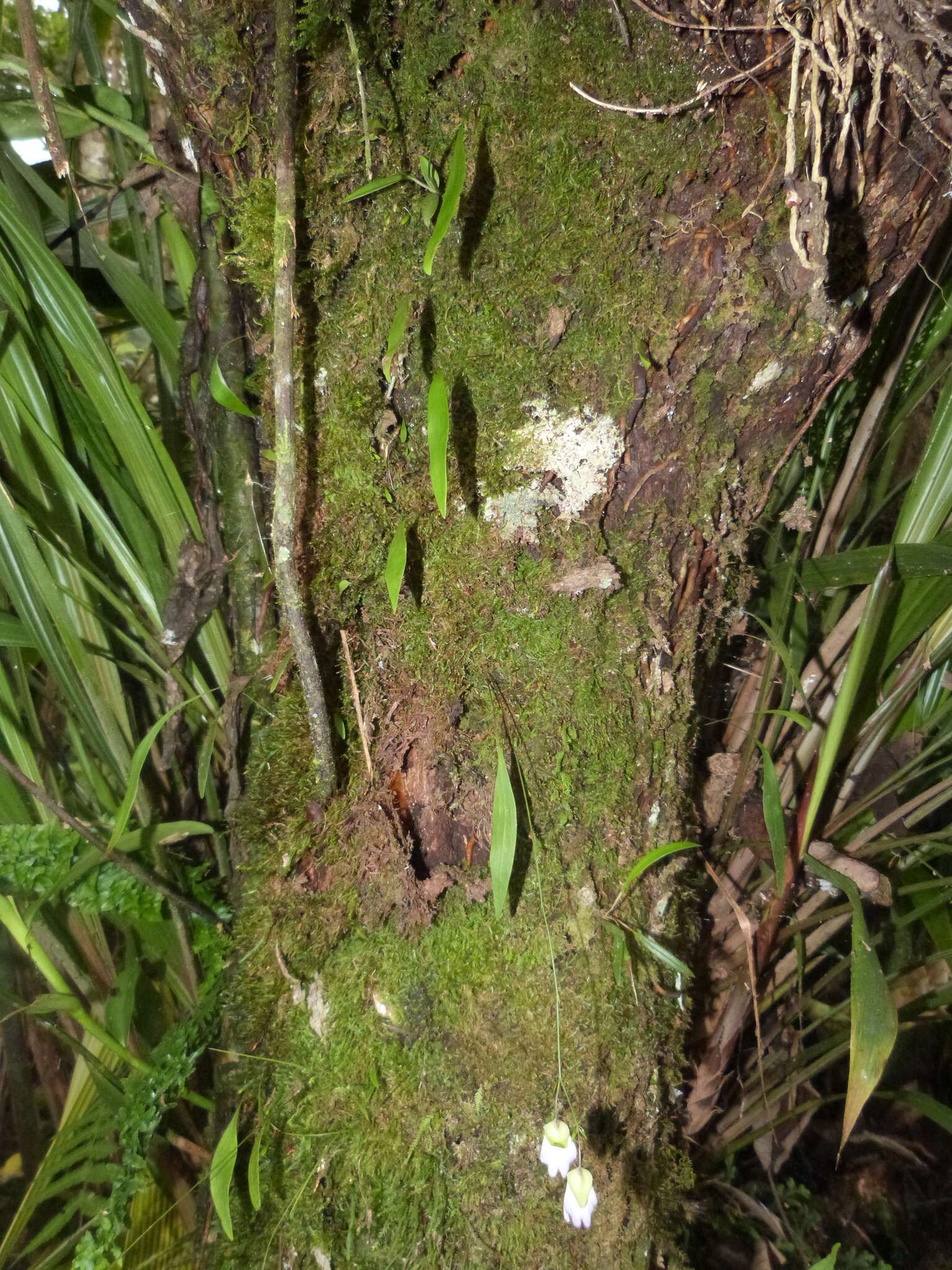 Image of Utricularia asplundii P. Taylor