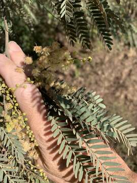 Sivun Acacia deanei (R. T. Baker) M. B. Welch, Coombs & McGlynn kuva