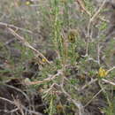 Image of Sunflower