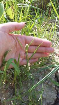 Sporobolus schoenoides (L.) P. M. Peterson的圖片