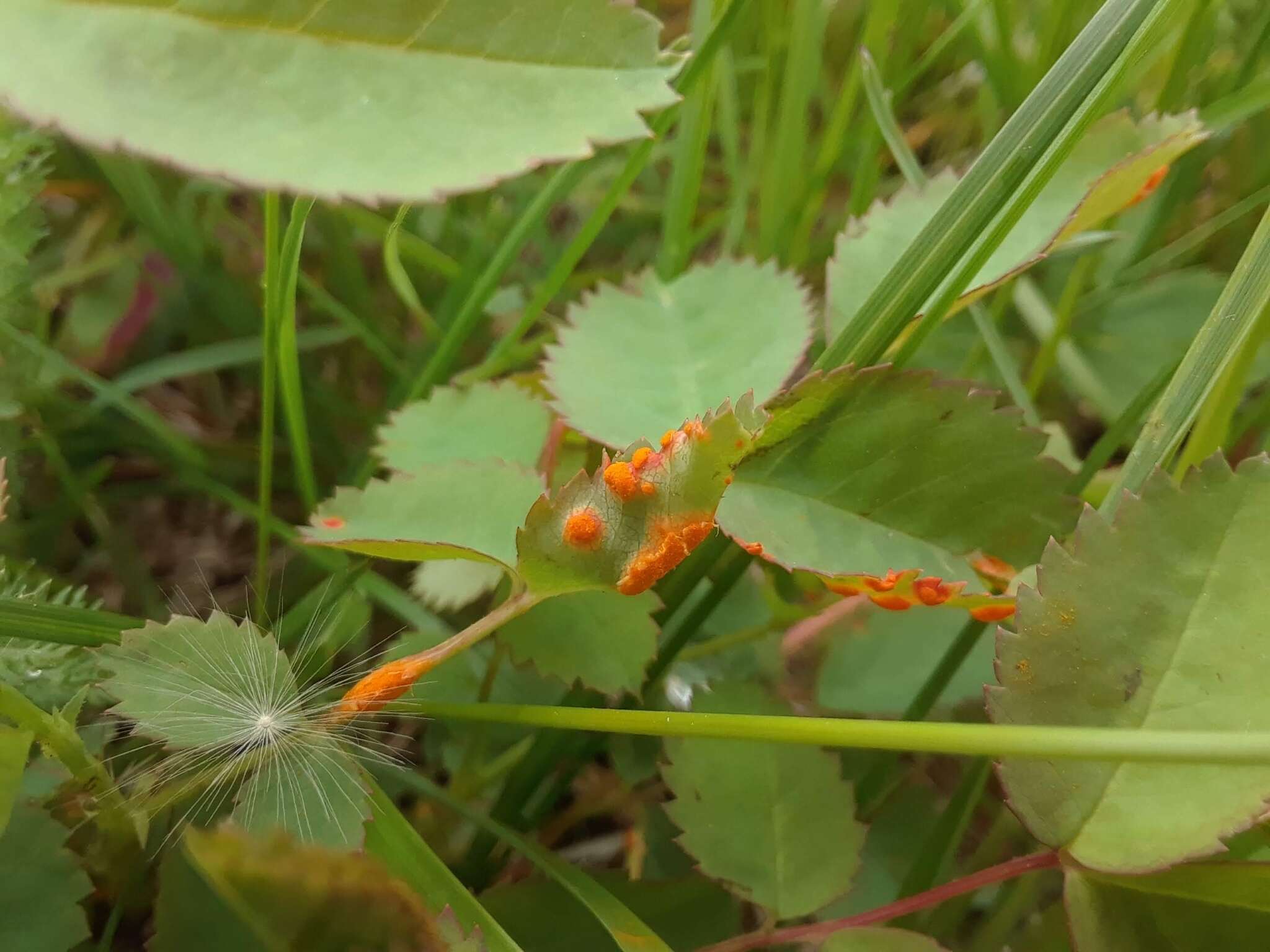 Image of Phragmidium mucronatum (Pers.) Schltdl. 1824