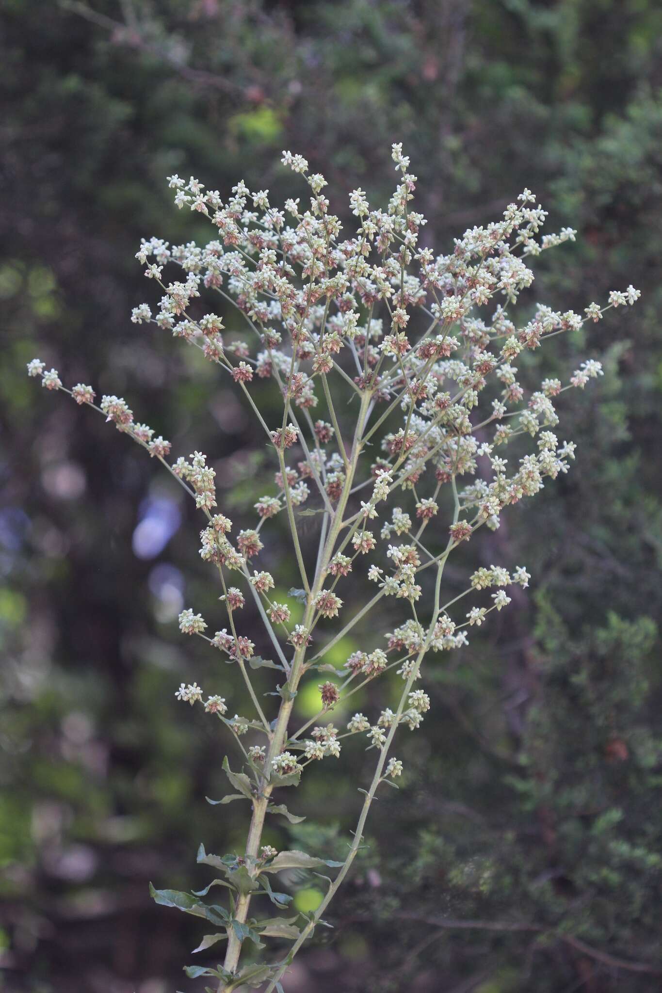 Image of Harper's buckwheat