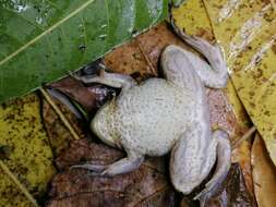 Image of Paradoxical Frog