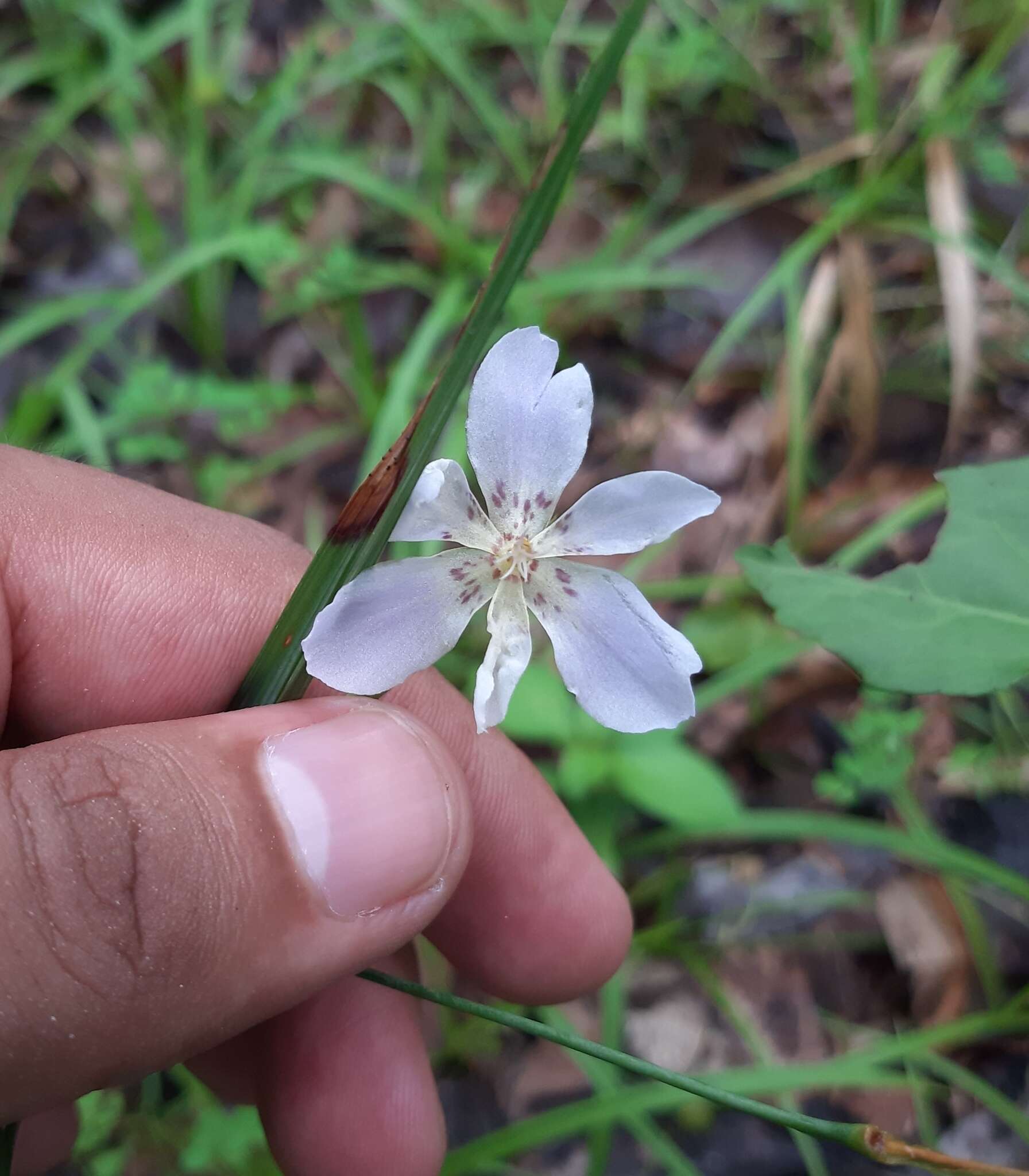 Image of Alophia silvestris (Loes.) Goldblatt