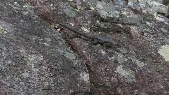 Image of Tropidurus montanus Rodrigues 1987