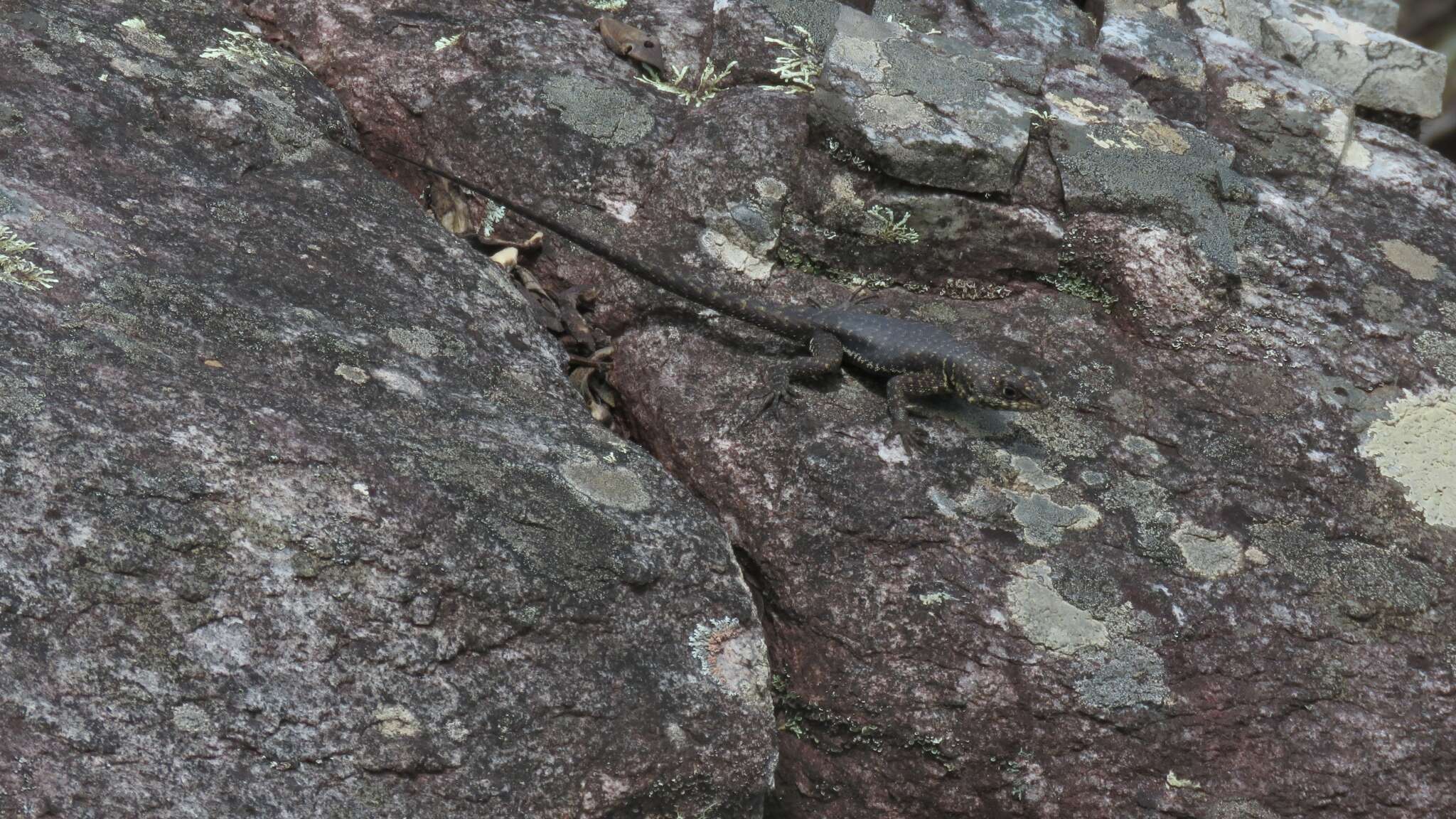 Слика од Tropidurus montanus Rodrigues 1987