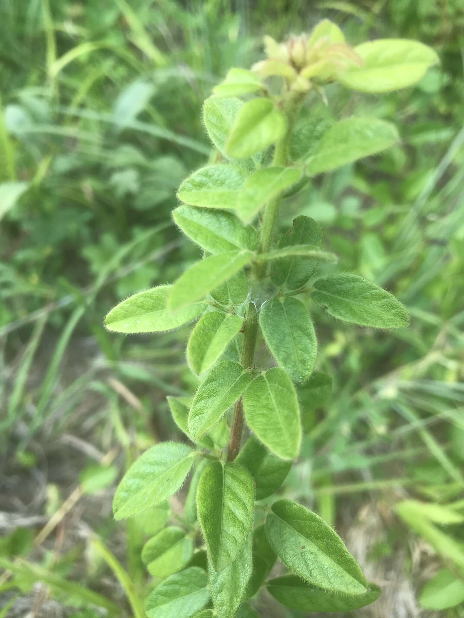 Imagem de Desmodium ciliare (Willd.) DC.