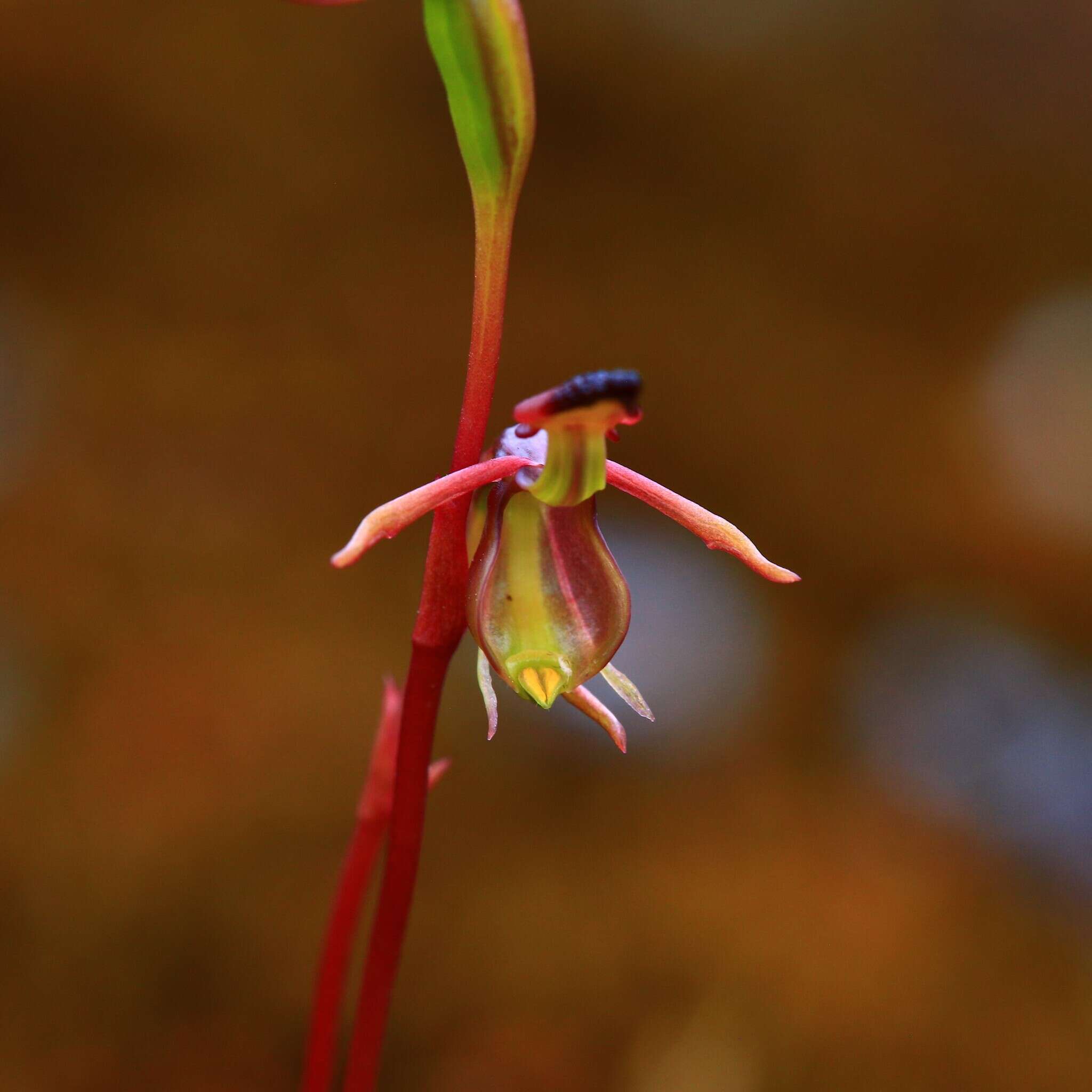 Image of Slender-leafed duck orchid